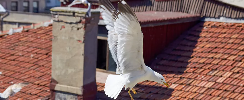 Residential Chimney Animal Removal Solution in Beckley, WV