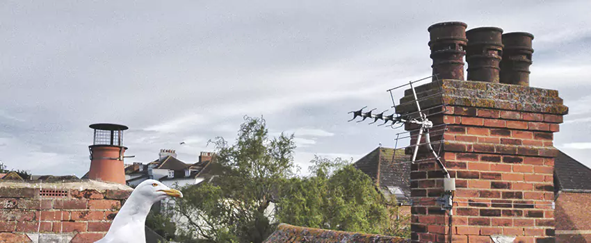 Chimney Cleaning And Restoration in Beckley, West Virginia